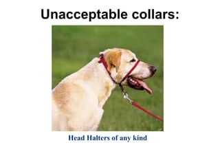 Unacceptable collars:
Head Halters of any kind
 