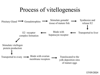 Process of vitellogenesis
Pituitary Gland Gonadotrophins
Stimulate gonadal
tissue of mature fish
Synthesize and
release E2
Transported to liver
Binds with
hepatocyte receptor
E2 –receptor
complex formation
Stimulate vitellogen
protein production
Transported to ovary Binds with ovarian
membrane receptors
Translocated to the
yolk deposition sites
of mature eggs
17/09/2024
 