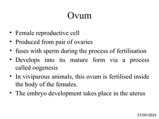 Ovum
• Female reproductive cell
• Produced from pair of ovaries
• fuses with sperm during the process of fertilisation
• Develops into its mature form via a process
called oogenesis
• In viviparous animals, this ovum is fertilised inside
the body of the females.
• The embryo development takes place in the uterus
17/09/2024
 