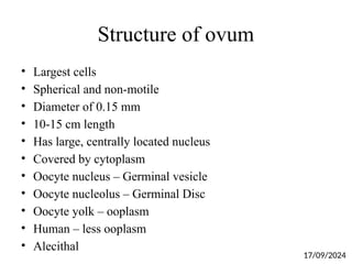 Structure of ovum
• Largest cells
• Spherical and non-motile
• Diameter of 0.15 mm
• 10-15 cm length
• Has large, centrally located nucleus
• Covered by cytoplasm
• Oocyte nucleus – Germinal vesicle
• Oocyte nucleolus – Germinal Disc
• Oocyte yolk – ooplasm
• Human – less ooplasm
• Alecithal
17/09/2024
 