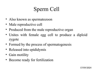 Sperm Cell
• Also known as spermatozoon
• Male reproductive cell
• Produced from the male reproductive organ
• Unites with female egg cell to produce a diploid
zygote
• Formed by the process of spermatogenesis
• Released into epididymis
• Gain motility
• Become ready for fertilization
17/09/2024
 