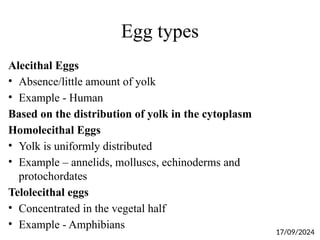 Egg types
Alecithal Eggs
• Absence/little amount of yolk
• Example - Human
Based on the distribution of yolk in the cytoplasm
Homolecithal Eggs
• Yolk is uniformly distributed
• Example – annelids, molluscs, echinoderms and
protochordates
Telolecithal eggs
• Concentrated in the vegetal half
• Example - Amphibians
17/09/2024
 