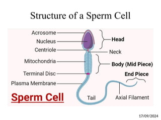 Structure of a Sperm Cell
17/09/2024
 