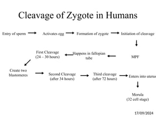 Cleavage of Zygote in Humans
Entry of sperm Activates egg Formation of zygote Initiation of cleavage
First Cleavage
(24 – 30 hours) MPF
Happens in fallopian
tube
Create two
blastomeres Second Cleavage
(after 34 hours)
Third cleavage
(after 72 hours)
Enters into uterus
Morula
(32 cell stage)
17/09/2024
 