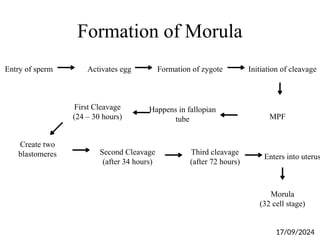 Formation of Morula
Entry of sperm Activates egg Formation of zygote Initiation of cleavage
First Cleavage
(24 – 30 hours) MPF
Happens in fallopian
tube
Create two
blastomeres Second Cleavage
(after 34 hours)
Third cleavage
(after 72 hours)
Enters into uterus
Morula
(32 cell stage)
17/09/2024
 