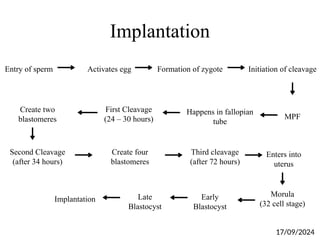 Implantation
Entry of sperm Activates egg Formation of zygote Initiation of cleavage
First Cleavage
(24 – 30 hours) MPF
Happens in fallopian
tube
Create two
blastomeres
Second Cleavage
(after 34 hours)
Third cleavage
(after 72 hours)
Enters into
uterus
Morula
(32 cell stage)
Create four
blastomeres
Early
Blastocyst
Late
Blastocyst
Implantation
17/09/2024
 