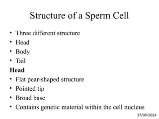 Structure of a Sperm Cell
• Three different structure
• Head
• Body
• Tail
Head
• Flat pear-shaped structure
• Pointed tip
• Broad base
• Contains genetic material within the cell nucleus
17/09/2024
 