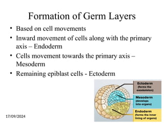 Formation of Germ Layers
• Based on cell movements
• Inward movement of cells along with the primary
axis – Endoderm
• Cells movement towards the primary axis –
Mesoderm
• Remaining epiblast cells - Ectoderm
17/09/2024
 