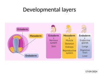 Developmental layers
17/09/2024
 
