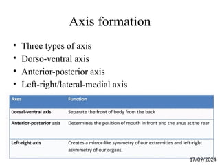 Axis formation
• Three types of axis
• Dorso-ventral axis
• Anterior-posterior axis
• Left-right/lateral-medial axis
17/09/2024
 