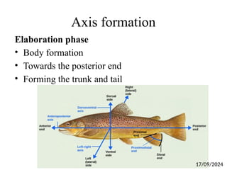 Axis formation
Elaboration phase
• Body formation
• Towards the posterior end
• Forming the trunk and tail
17/09/2024
 