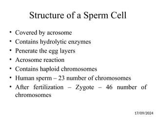 Structure of a Sperm Cell
• Covered by acrosome
• Contains hydrolytic enzymes
• Penerate the egg layers
• Acrosome reaction
• Contains haploid chromosomes
• Human sperm – 23 number of chromosomes
• After fertilization – Zygote – 46 number of
chromosomes
17/09/2024
 