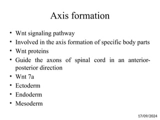 Axis formation
• Wnt signaling pathway
• Involved in the axis formation of specific body parts
• Wnt proteins
• Guide the axons of spinal cord in an anterior-
posterior direction
• Wnt 7a
• Ectoderm
• Endoderm
• Mesoderm
17/09/2024
 