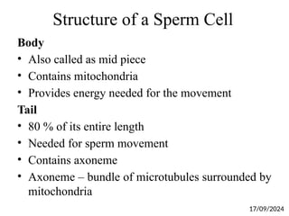 Structure of a Sperm Cell
Body
• Also called as mid piece
• Contains mitochondria
• Provides energy needed for the movement
Tail
• 80 % of its entire length
• Needed for sperm movement
• Contains axoneme
• Axoneme – bundle of microtubules surrounded by
mitochondria
17/09/2024
 