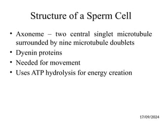 Structure of a Sperm Cell
• Axoneme – two central singlet microtubule
surrounded by nine microtubule doublets
• Dyenin proteins
• Needed for movement
• Uses ATP hydrolysis for energy creation
17/09/2024
 
