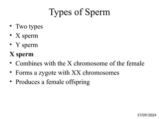Types of Sperm
• Two types
• X sperm
• Y sperm
X sperm
• Combines with the X chromosome of the female
• Forms a zygote with XX chromosomes
• Produces a female offspring
17/09/2024
 
