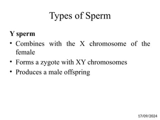 Types of Sperm
Y sperm
• Combines with the X chromosome of the
female
• Forms a zygote with XY chromosomes
• Produces a male offspring
17/09/2024
 