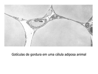 Gotículas de gordura em uma célula adiposa animal
 