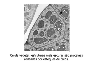 Célula vegetal: estruturas mais escuras são proteínas
rodeadas por estoques de óleos.
 