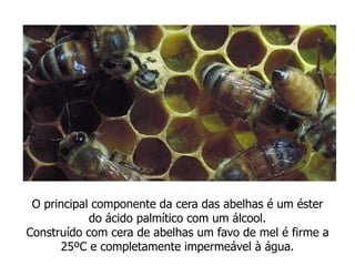 O principal componente da cera das abelhas é um éster
do ácido palmítico com um álcool.
Construído com cera de abelhas um favo de mel é firme a
25ºC e completamente impermeável à água.
 
