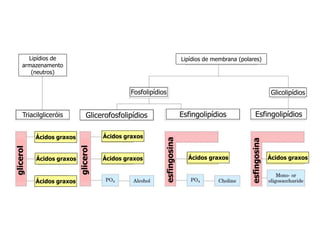 Lipídios de
armazenamento
(neutros)
Lipídios de membrana (polares)
Triacilgliceróis
Fosfolipídios
Glicerofosfolipídios Esfingolipídios Esfingolipídios
Glicolipídios
Ácidos graxos
Ácidos graxos
Ácidos graxos
Ácidos graxos
Ácidos graxos Ácidos graxos Ácidos graxos
glicerol
glicerol
esfingosina
esfingosina
 