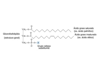 Glicerofosfolipídio
(estrutura geral)
Ácido graxo saturado
(ex. ácido palmítico)
Ácido graxo insaturado
(ex. ácido oléico)
Grupo cabeça
substituinte
 
