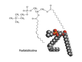 Fosfatidilcolina
 