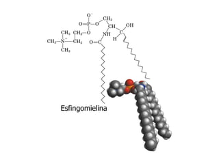 Esfingomielina
 