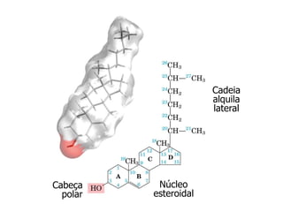 Cabeça
polar
Núcleo
esteroidal
Cadeia
alquila
lateral
 