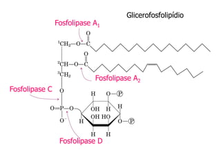 Glicerofosfolipídio
Fosfolipase A1
Fosfolipase A2
Fosfolipase C
Fosfolipase D
 