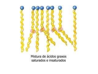 Mistura de ácidos graxos
saturados e insaturados
 