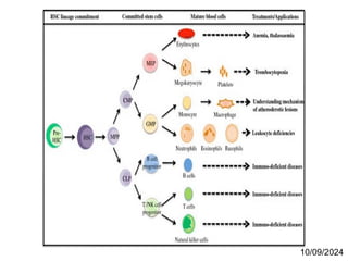 Morphogenesis Examples Morphogenesis in Plants and Animals - Developmental Biology | PPT