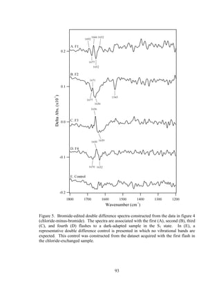 93
Figure 5. Bromide-edited double difference spectra constructed from the data in figure 4
(chloride-minus-bromide). The spectra are associated with the first (A), second (B), third
(C), and fourth (D) flashes to a dark-adapted sample in the S1 state. In (E), a
representative double difference control is presented in which no vibrational bands are
expected. This control was constructed from the dataset acquired with the first flash in
the chloride-exchanged sample.
 