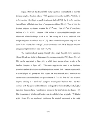 122
Figure 3D reveals the effect of PSII charge separation on azide bands in chloride-
depleted samples. Reaction-induced FT-IR spectra were recorded at pH 7.5. While the S1
to S2 transition (first flash) proceeds in chloride-depleted PSII, the S2 to S3 transition
(second flash) is blocked at the level of manganese oxidation [28-34]. Thus, in chloride-
depleted samples, two flashes generate the S2YZ
•
state. This S2YZ
•
or S3′ state has a
halftime of ~ 0.5 s [32]. Previous FT-IR studies of chloride-depleted samples have
shown that structural changes occur in the OEC during the S2 to S3′ transition, even
though manganese oxidation is blocked [24]. These structural changes are long-lived and
occur on the seconds time scale [24], as are other rapid-scan, FT-IR-detected structural
changes during the normal S state cycle [46, 47].
The reaction-induced spectra obtained with a single flash (S1 to S2 transition)
(figure 3D, red) are similar to data acquired in manganese-depleted PSII (figure 3C, red).
This can be ascertained in figure 4A, in which these spectra subtract to give a flat
baseline (compare to figure 4C). This result suggests that there is no significant
perturbation of the azide donor-side binding site on the first flash. Spectra acquired with
a second (figure 3D, green) and third (figure 3D, blue) flash (S1 to S3′ transition) are
similar to each other and exhibit new positive bands at 2111 and 2040 cm–1
and increased
negative intensity at ~ 2062 cm–1
, compared to manganese-depleted PSII. In these
samples, both the second and third flashes correspond to the inhibited S1 to (S2YZ
•
) S3′
transition, because charge recombination occurs in the time between the flashes [56].
The frequencies of all observed bands were downshifted when terminally 15
N labeled
azide (figure 3E) was employed, confirming the spectral assignment to the azide
 