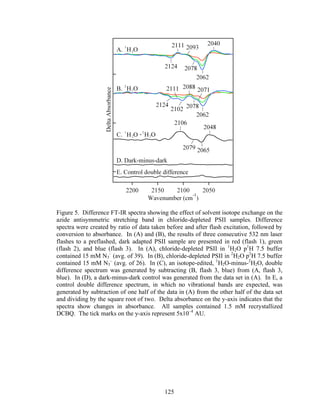 125
Figure 5. Difference FT-IR spectra showing the effect of solvent isotope exchange on the
azide antisymmetric stretching band in chloride-depleted PSII samples. Difference
spectra were created by ratio of data taken before and after flash excitation, followed by
conversion to absorbance. In (A) and (B), the results of three consecutive 532 nm laser
flashes to a preflashed, dark adapted PSII sample are presented in red (flash 1), green
(flash 2), and blue (flash 3). In (A), chloride-depleted PSII in 1
H2O p1
H 7.5 buffer
contained 15 mM N3
–
(avg. of 39). In (B), chloride-depleted PSII in 2
H2O p2
H 7.5 buffer
contained 15 mM N3
–
(avg. of 26). In (C), an isotope-edited, 1
H2O-minus-2
H2O, double
difference spectrum was generated by subtracting (B, flash 3, blue) from (A, flash 3,
blue). In (D), a dark-minus-dark control was generated from the data set in (A). In E, a
control double difference spectrum, in which no vibrational bands are expected, was
generated by subtraction of one half of the data in (A) from the other half of the data set
and dividing by the square root of two. Delta absorbance on the y-axis indicates that the
spectra show changes in absorbance. All samples contained 1.5 mM recrystallized
DCBQ. The tick marks on the y-axis represent 5x10–4
AU.
 