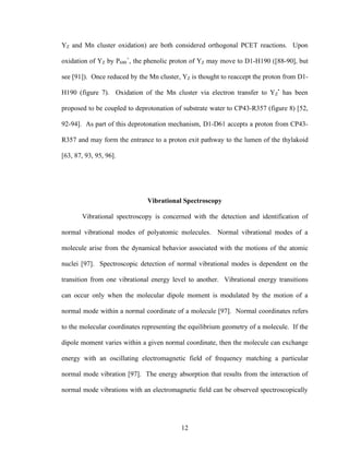 12
YZ and Mn cluster oxidation) are both considered orthogonal PCET reactions. Upon
oxidation of YZ by P680
+
, the phenolic proton of YZ may move to D1-H190 ([88-90], but
see [91]). Once reduced by the Mn cluster, YZ is thought to reaccept the proton from D1-
H190 (figure 7). Oxidation of the Mn cluster via electron transfer to YZ
•
has been
proposed to be coupled to deprotonation of substrate water to CP43-R357 (figure 8) [52,
92-94]. As part of this deprotonation mechanism, D1-D61 accepts a proton from CP43-
R357 and may form the entrance to a proton exit pathway to the lumen of the thylakoid
[63, 87, 93, 95, 96].
Vibrational Spectroscopy
Vibrational spectroscopy is concerned with the detection and identification of
normal vibrational modes of polyatomic molecules. Normal vibrational modes of a
molecule arise from the dynamical behavior associated with the motions of the atomic
nuclei [97]. Spectroscopic detection of normal vibrational modes is dependent on the
transition from one vibrational energy level to another. Vibrational energy transitions
can occur only when the molecular dipole moment is modulated by the motion of a
normal mode within a normal coordinate of a molecule [97]. Normal coordinates refers
to the molecular coordinates representing the equilibrium geometry of a molecule. If the
dipole moment varies within a given normal coordinate, then the molecule can exchange
energy with an oscillating electromagnetic field of frequency matching a particular
normal mode vibration [97]. The energy absorption that results from the interaction of
normal mode vibrations with an electromagnetic field can be observed spectroscopically
 