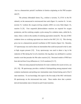 37
rise to a characteristic period-2 oscillation in kinetics originating on the PSII acceptor
side [7].
The primary chlorophyll donor, P680, oxidizes a tyrosine, YZ (Y161 in the D1
subunit), on the nanosecond to microsecond time scale (figure 1A, reaction 4). In turn,
tyrosine YZ
•
oxidizes the oxygen-evolving complex (OEC) on every flash (figure 1A,
reaction 5) [8]. Four sequential photooxidation reactions are required for oxygen
production, and the oxidizing complex cycles among five oxidation states, called the Sn
states, where n refers to the number of oxidizing equivalents stored [9]. The rate of OEC
oxidation slows as oxidizing equivalents are stored on the OEC [10, 11]. This slowing
gives rise to a characteristic period-4 oscillation in OEC kinetics (figure 1A). Recently,
UV spectroscopy was used to detect an intermediate that could not proceed to the S4 state
at high oxygen pressure [12]. X-ray spectroscopy was used to detect a lag in the
reduction of Mn during the S3-to-S0 transition; this lag phase was attributed to a proton
transfer event that precedes the Mn redox reaction [11]. Structural models of PSII have
been derived from X-ray diffraction at ≥ 3.0-Å resolution [13-17].
There are many proposed mechanisms for water oxidation (for recent reviews, see
[18, 19]). IR spectroscopy provides a method of distinguishing among proposed water
oxidation mechanisms and probing new intermediate states formed during each of the S
state transitions. To our knowledge, this report is the first study of the OEC with kinetic
IR spectroscopy on the microsecond time scale. These studies show that a protein-
derived intermediate state is formed on each S state transition.
 
