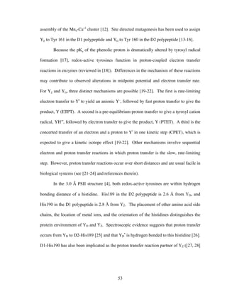 53
assembly of the Mn4-Ca+2
cluster [12]. Site directed mutagenesis has been used to assign
YZ to Tyr 161 in the D1 polypeptide and YD to Tyr 160 in the D2 polypeptide [13-16].
Because the pKa of the phenolic proton is dramatically altered by tyrosyl radical
formation [17], redox-active tyrosines function in proton-coupled electron transfer
reactions in enzymes (reviewed in [18]). Differences in the mechanism of these reactions
may contribute to observed alterations in midpoint potential and electron transfer rate.
For YZ and YD, three distinct mechanisms are possible [19-22]. The first is rate-limiting
electron transfer to Y•
to yield an anionic Y–
, followed by fast proton transfer to give the
product, Y (ETPT). A second is a pre-equilibrium proton transfer to give a tyrosyl cation
radical, YH+•
, followed by electron transfer to give the product, Y (PTET). A third is the
concerted transfer of an electron and a proton to Y•
in one kinetic step (CPET), which is
expected to give a kinetic isotope effect [19-22]. Other mechanisms involve sequential
electron and proton transfer reactions in which proton transfer is the slow, rate-limiting
step. However, proton transfer reactions occur over short distances and are usual facile in
biological systems (see [21-24] and references therein).
In the 3.0 Å PSII structure [4], both redox-active tyrosines are within hydrogen
bonding distance of a histidine. His189 in the D2 polypeptide is 2.6 Å from YD, and
His190 in the D1 polypeptide is 2.8 Å from YZ. The placement of other amino acid side
chains, the location of metal ions, and the orientation of the histidines distinguishes the
protein environment of YD and YZ. Spectroscopic evidence suggests that proton transfer
occurs from YD to D2-His189 [25] and that YD
•
is hydrogen bonded to this histidine [26].
D1-His190 has also been implicated as the proton transfer reaction partner of YZ ([27, 28]
 
