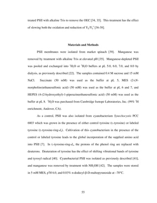 55
treated PSII with alkaline Tris to remove the OEC [34, 35]. This treatment has the effect
of slowing both the oxidation and reduction of YZ/YZ
•
[36-38].
Materials and Methods
PSII membranes were isolated from market spinach [39]. Manganese was
removed by treatment with alkaline Tris at elevated pH [35]. Manganese-depleted PSII
was pooled and exchanged into 1
H2O or 2
H2O buffers at pL 5.0, 6.0, 7.0, and 8.0 by
dialysis, as previously described [22]. The samples contained 0.4 M sucrose and 15 mM
NaCl. Succinate (50 mM) was used as the buffer at pL 5, MES (2-(N-
morpholino)ethanesulfonic acid) (50 mM) was used as the buffer at pL 6 and 7, and
HEPES (4-(2-hydroxyethyl)-1-piperazineethanesulfonic acid) (50 mM) was used as the
buffer at pL 8. 2
H2O was purchased from Cambridge Isotope Laboratories, Inc. (99% 2
H
enrichment, Andover, CA).
As a control, PSII was also isolated from cyanobacterium Synechocystis PCC
6803 which was grown in the presence of either control tyrosine (L-tyrosine) or labeled
tyrosine (L-tyrosine-ring-d4). Cultivation of this cyanobacterium in the presence of the
control or labeled tyrosine leads to the global incorporation of the supplied amino acid
into PSII [7]. In L-tyrosine-ring-d4, the protons of the phenol ring are replaced with
deuterons. Deuteration of tyrosine has the effect of shifting vibrational bands of tyrosine
and tyrosyl radical [40]. Cyanobacterial PSII was isolated as previously described [41],
and manganese was removed by treatment with NH2OH [42]. The samples were stored
in 5 mM MES, p2
H 6.0, and 0.03% n-dodecyl-β-D-maltopyranoside at –70°C.
 