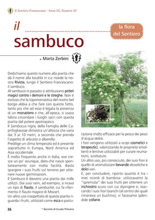 Il Sentiero Francescano - Anno III, Numero 10
36
Dedichiamo questo numero alla pianta che
dà il nome alla località in cui risiede la no-
stra Rivista, lungo il Sentiero Francescano:
il sambuco.
Al sambuco in passato si attribuivano poteri
magici contro i demoni e le streghe. Non è
escluso che la toponomastica del nostro bel
borgo abbia a che fare con questo fatto,
tanto più che ad esso è legata la presenza
di un monastero e che, all’epoca, si usava
talora circondare i luoghi sacri con questa
pianta dal potere apotropaico.
Il Sambucus nigra, della Famiglia delle Ca-
prifogliaceae dimostra un’altezza che varia
dai 3 ai 10 metri, a seconda che prenda
l’aspetto di arbusto o alberello.
Predilige un clima temperato ed è presente
soprattutto  in  Europa,  Nord  America  ed
Asia occidentale. 
È molto frequente anche in Italia, ove cre-
sce un po’ ovunque, dato che nasce spon-
taneamente  con  molta  facilità.  Basta
spargere i suoi frutti sul terreno per otte-
nere nuove germinazioni.
Il Sambuco è davvero una pianta dai mille
utilizzi. Dai suoi rami, ad esempio, si ricava
un tipo di flauto, il sambuchè, cui fa riferi-
mento Il flauto magico di Mozart. 
Un altro uso inaspettato di questa pianta ri-
guarda i frutti, utilizzati come esca o pastu-
razione molto efficace per la pesca dei pesci
d’acqua dolce. 
I fiori vengono utilizzati a scopi cosmetici e
terapeutici, valorizzando le proprietà emol-
lienti e lenitive utilizzabili per curare reuma-
tismi, scottature. 
Un altro uso, più conosciuto, dei suoi fiori è
quello di aromatizzare bevande alcooliche e
dolci vari. 
E, per concludere, riporto quanto è tra i
miei  ricordi  di  bambina:  utilizzavamo  la
“spremuta” dei suoi frutti per ottenere un
inchiostro scuro con cui dipingere e, stac-
cando i suoi fiori bianchi (al centro dei quali
rimaneva un buchino), vi facevamo splen-
dide collane.
il
sambuco
di Marta Zerbini
la flora
del Sentiero
* docente di Scuola Primaria
 
