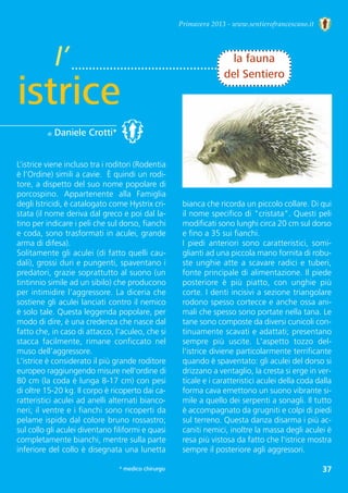 Primavera 2013 - www.sentierofrancescano.it
bianca che ricorda un piccolo collare. Di qui
il nome specifico di "cristata". Questi peli
modificati sono lunghi circa 20 cm sul dorso
e fino a 35 sui fianchi.
I  piedi  anteriori  sono  caratteristici,  somi-
glianti ad una piccola mano fornita di robu-
ste unghie atte a scavare radici e tuberi,
fonte principale di alimentazione. Il piede
posteriore  è  più  piatto,  con  unghie  più
corte. I denti incisivi a sezione triangolare
rodono spesso cortecce e anche ossa ani-
mali che spesso sono portate nella tana. Le
tane sono composte da diversi cunicoli con-
tinuamente scavati e adattati; presentano
sempre  più  uscite.  L'aspetto  tozzo  del-
l'istrice diviene particolarmente terrificante
quando è spaventato: gli aculei del dorso si
drizzano a ventaglio, la cresta si erge in ver-
ticale e i caratteristici aculei della coda dalla
forma cava emettono un suono vibrante si-
mile a quello dei serpenti a sonagli. Il tutto
è accompagnato da grugniti e colpi di piedi
sul terreno. Questa danza disarma i più ac-
caniti nemici, inoltre la massa degli aculei è
resa più vistosa da fatto che l'istrice mostra
sempre il posteriore agli aggressori.
l’
istrice
di Daniele Crotti*
la fauna
del Sentiero
L’istrice viene incluso tra i roditori (Rodentia
è l’Ordine) simili a cavie.  È quindi un rodi-
tore, a dispetto del suo nome popolare di
porcospino.  Appartenente  alla  Famiglia
degli Istricidi, è catalogato come Hystrix cri-
stata (il nome deriva dal greco e poi dal la-
tino per indicare i peli che sul dorso, fianchi
e coda, sono trasformati in aculei, grande
arma di difesa). 
Solitamente gli aculei (di fatto quelli cau-
dali), grossi duri e pungenti, spaventano i
predatori, grazie soprattutto al suono (un
tintinnio simile ad un sibilo) che producono
per intimidire l’aggressore. La diceria che
sostiene gli aculei lanciati contro il nemico
è solo tale. Questa leggenda popolare, per
modo di dire, è una credenza che nasce dal
fatto che, in caso di attacco, l’aculeo, che si
stacca  facilmente,  rimane  conficcato  nel
muso dell’aggressore.
L'istrice è considerato il più grande roditore
europeo raggiungendo misure nell'ordine di
80 cm (la coda è lunga 8-17 cm) con pesi
di oltre 15-20 kg. Il corpo è ricoperto dai ca-
ratteristici aculei ad anelli alternati bianco-
neri; il ventre e i fianchi sono ricoperti da
pelame ispido dal colore bruno rossastro;
sul collo gli aculei diventano filiformi e quasi
completamente bianchi, mentre sulla parte
inferiore del collo è disegnata una lunetta
37* medico chirurgo
 
