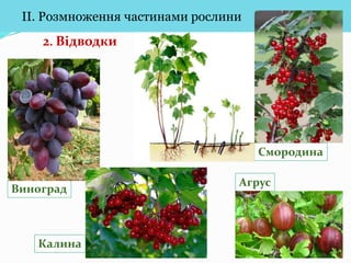 Вегетативне розмноження