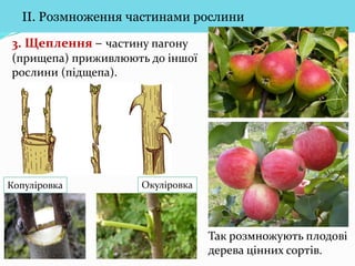 Вегетативне розмноження