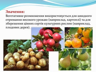 Вегетативне розмноження