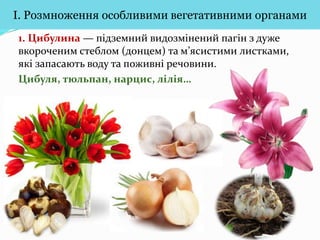 Вегетативне розмноження