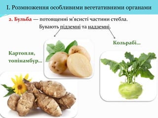 Вегетативне розмноження
