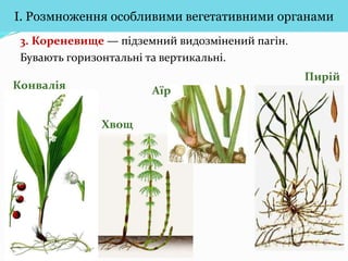 Вегетативне розмноження