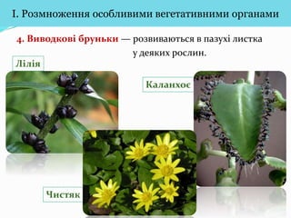 Вегетативне розмноження