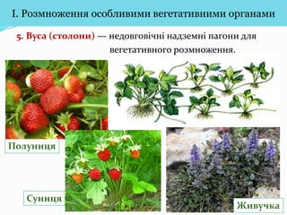 Вегетативне розмноження