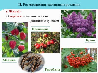 Вегетативне розмноження